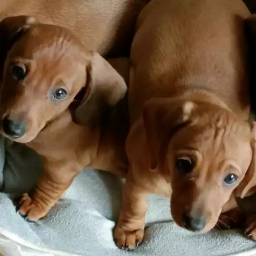 Dachshund Dog For Sale in Ipswich, Suffolk