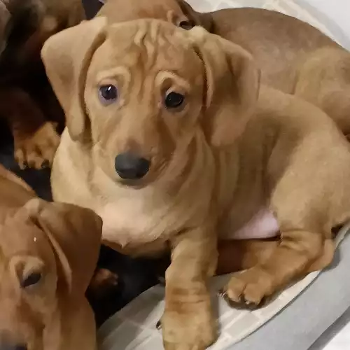 Dachshund Dog For Sale in Ipswich, Suffolk