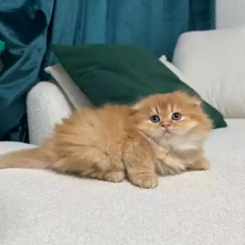 Scottish Fold Cat For Sale in London