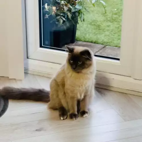 Ragdoll Cat For Adoption in Livingston, West Lothian, Scotland