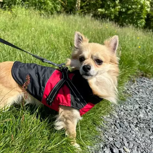 Chihuahua Dog For Adoption in Barrow-in-Furness, Cumbria