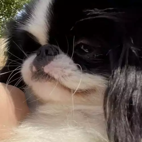 Japanese Chin Dog For Adoption in Huntly, Aberdeenshire