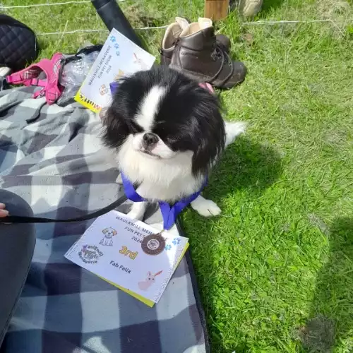 Japanese Chin Dog For Adoption in Huntly, Aberdeenshire