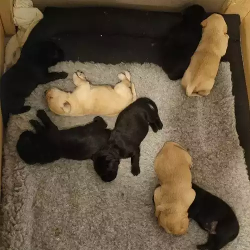 Labrador Retriever puppies for sale in Letchworth