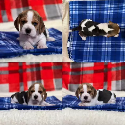 Beagle Dog For Sale in Colchester, Essex