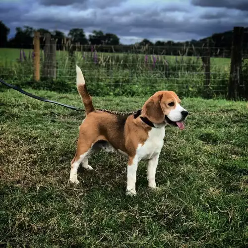 Beagle Dog For Sale in Colchester, Essex