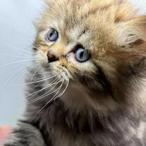 Persian Cat For Sale in Leeds, West Yorkshire, England