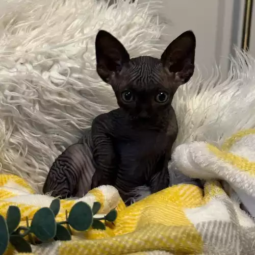 Sphynx Cat For Sale in Harlow, Essex