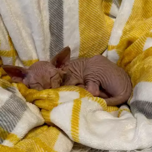 Sphynx Cat For Sale in Harlow, Essex