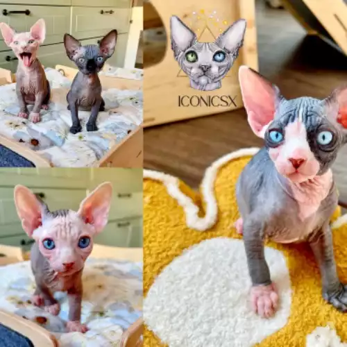 Sphynx Cat For Sale in Aberdeen, City of Aberdeen, Scotland