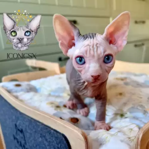 Sphynx Cat For Sale in Aberdeen, City of Aberdeen, Scotland