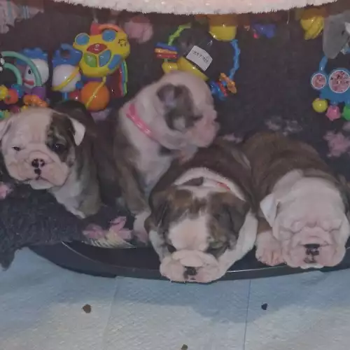 English Bulldog Dog For Sale in London