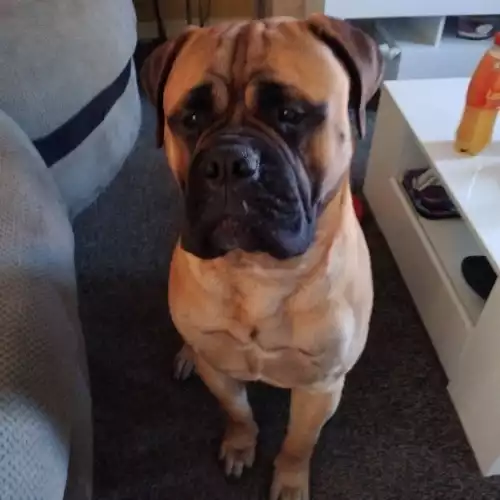 Bullmastiff Dog For Stud in Bolton, Greater Manchester