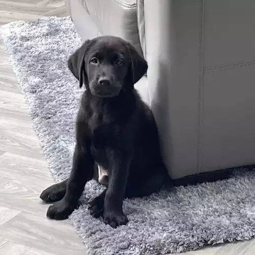 Labrador Retriever Dog For Sale in Mickleover, Derbyshire, England