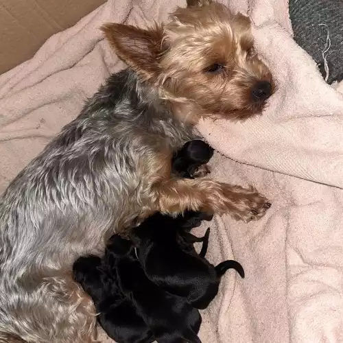 Yorkshire Terrier Dog For Sale in Birmingham