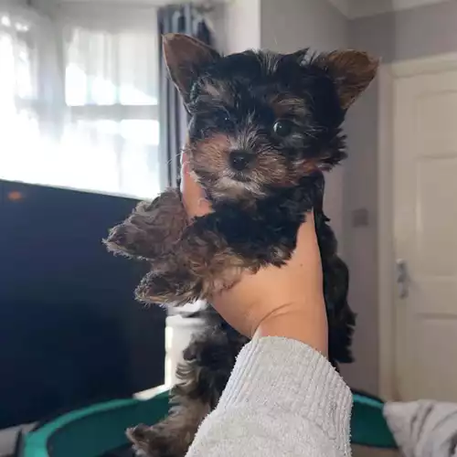 Yorkshire Terrier Dog For Sale in Birmingham