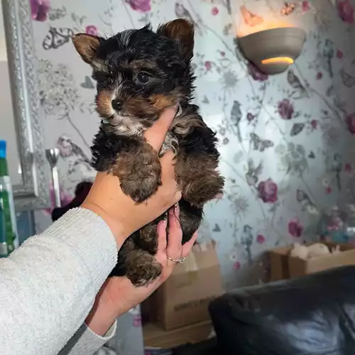 Yorkshire Terrier Dog For Sale in Birmingham