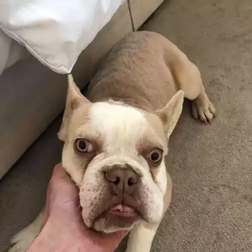 French Bulldog Dog For Adoption in Rayleigh, Essex