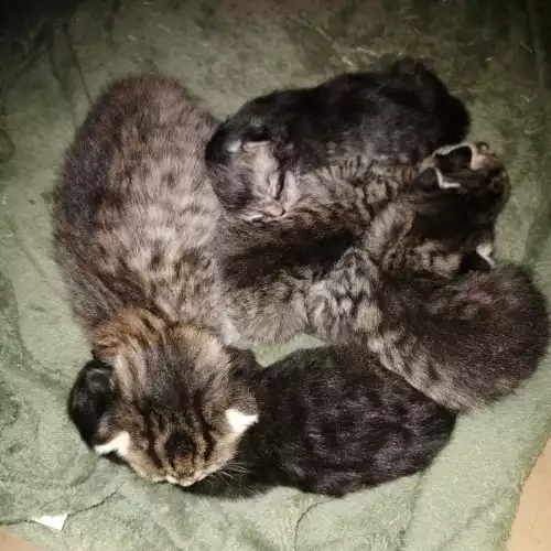 Bengal Cat For Sale in Binbrook, Lincolnshire, England