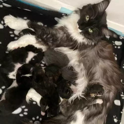 Maine Coon Cat For Sale in Kettering, Northamptonshire