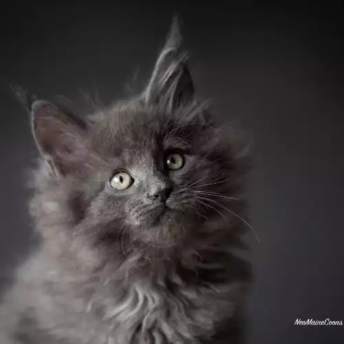 Maine Coon Cat For Sale in Kettering, Northamptonshire, England