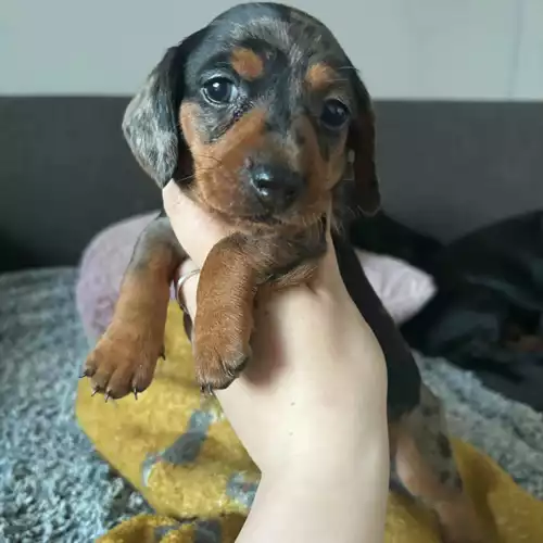 Miniature Dachshund Dog For Sale in Swadlincote, Derbyshire, England