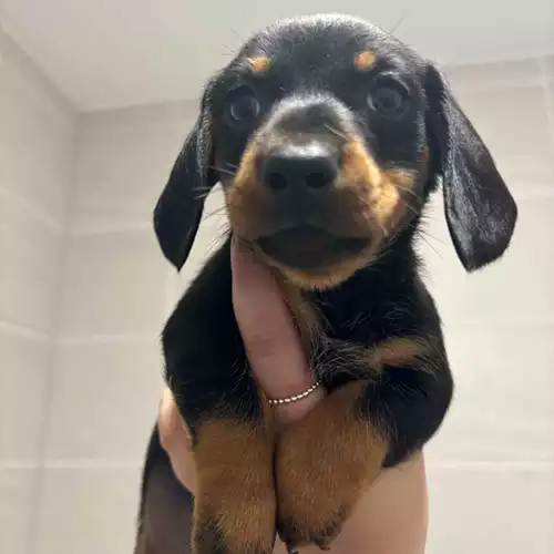 Miniature Dachshund Dog For Sale in Swadlincote, Derbyshire, England