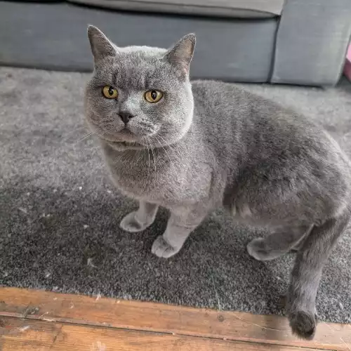 British Shorthair Cat For Stud in Dover, Kent