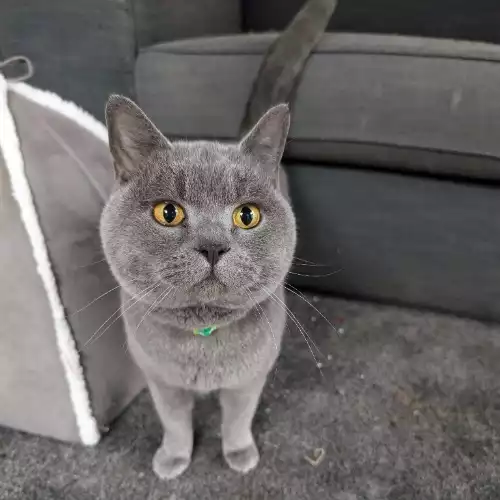 British Shorthair Cat For Stud in Dover, Kent