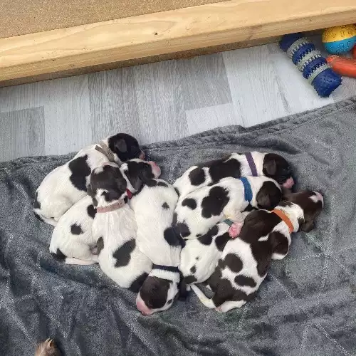 English Springer Spaniel Dog For Sale in Okehampton, Devon, England