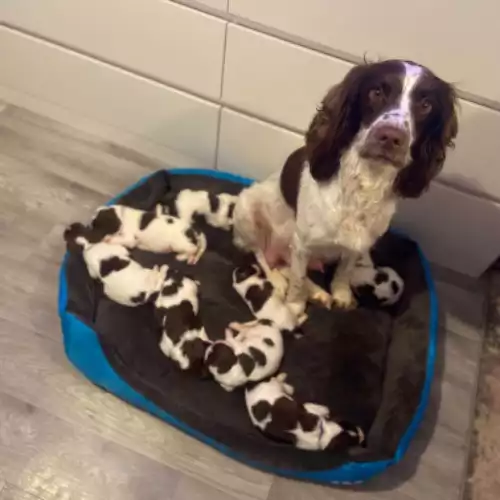 English Springer Spaniel Dog For Sale in Okehampton, Devon, England