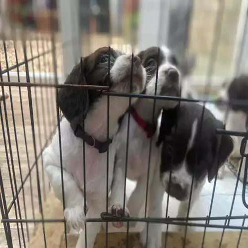 English Springer Spaniel Dog For Sale in Okehampton, Devon, England