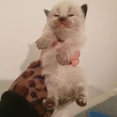 Ragdoll Cat For Sale in Bordon, Hampshire