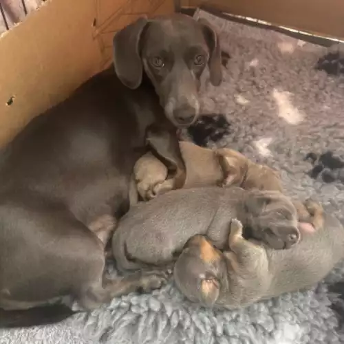 Dachshund Dog For Sale in Luton, Bedfordshire