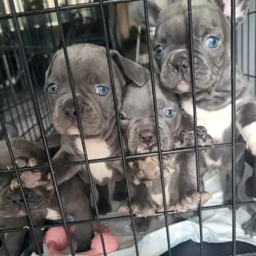 French Bulldog Dog For Sale in Wigan, Greater Manchester