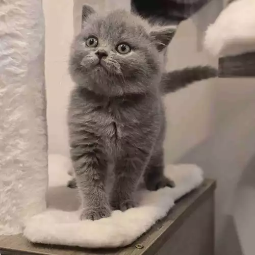 British Shorthair Cat For Sale in West Ealing, Greater London