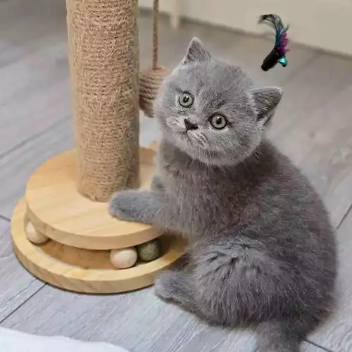 British Shorthair Cat For Sale in West Ealing, Greater London