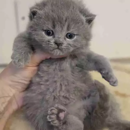 British Shorthair Cat For Sale in West Ealing, Greater London