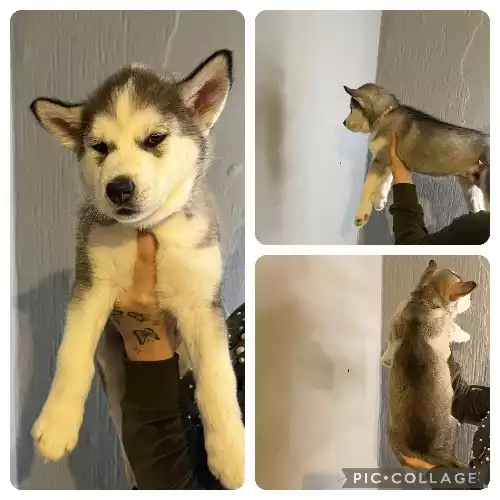 Siberian Husky Dog For Sale in Waltham Abbey, Essex