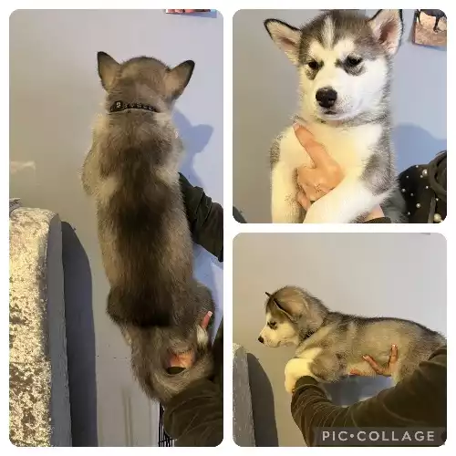 Siberian Husky Dog For Sale in Waltham Abbey, Essex