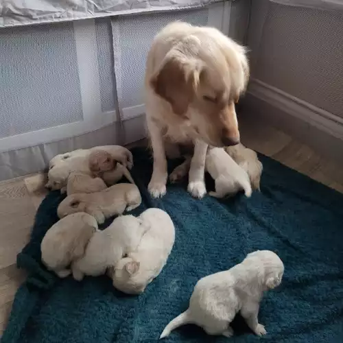 Golden Retriever Dog For Sale in Oldham, Greater Manchester