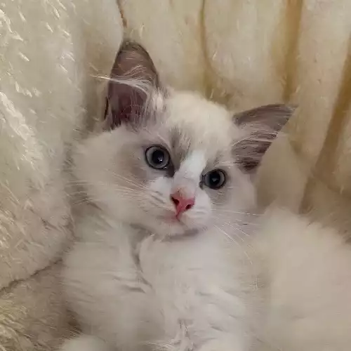 Ragdoll Cat For Sale in Plaistow, Greater London