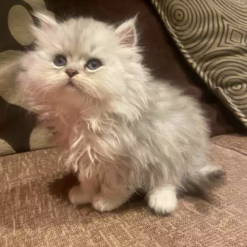 Persian Cat For Sale in Ashford, Surrey