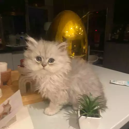 Persian Cat For Sale in Ashford, Surrey