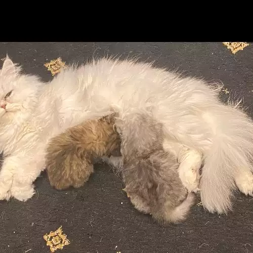 Persian Cat For Sale in Ashford, Surrey