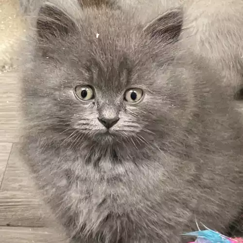 British Shorthair Cat For Sale in Brantham, Suffolk