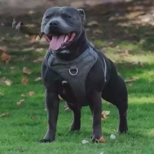 Staffordshire Bull Terrier Dog For Stud in Nuneaton, Warwickshire