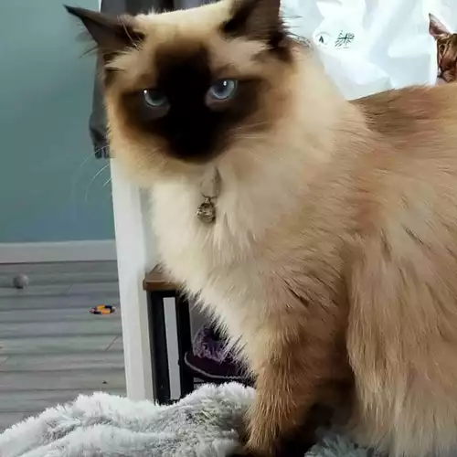 Ragdoll Cat For Sale in Lincoln