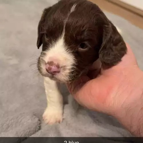 English Springer Spaniel Dog For Sale in Pontefract, West Yorkshire