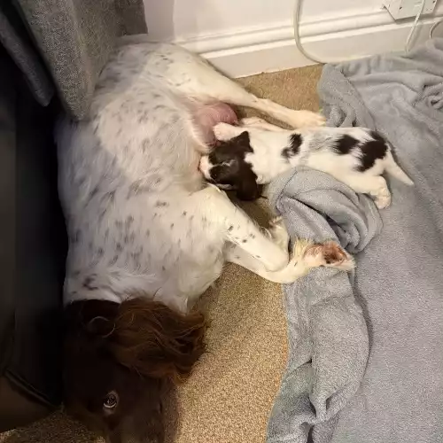 English Springer Spaniel Dog For Sale in Pontefract, West Yorkshire